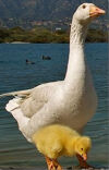 All you need to know about Canadian Goose Down Duvets