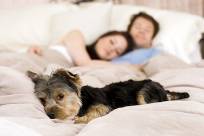 Should Your Pet Sleep in Your Bed?