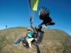 Fly with Edmund or Baldric, the two American Black vultures, tandem experience now available at FlySpain