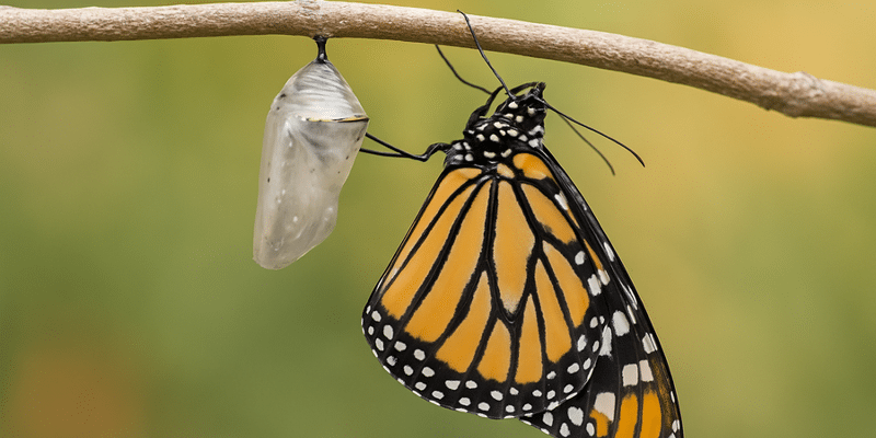 Transformational Leadership: Unleash Your Breakthrough Potential