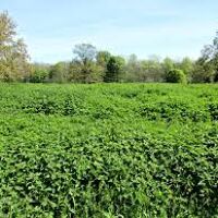 How to make Nettle Crisps