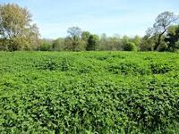 How to make Nettle Crisps