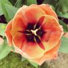Branded tulips
