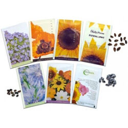Full colour printed promotional flower seeds