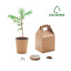 Promotional Living Pine Trees
