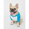 T Shirts for Dogs - Blue