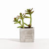 Desk Plant with Grey Clay Pot