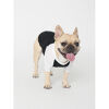 T Shirts for Dogs - Black T Shirts for Dogs - Black