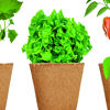 Salad Growing Kit