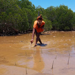 Mangrove planting in Madagascar