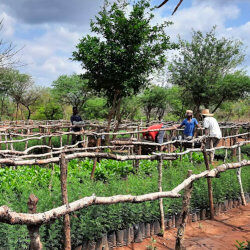 Reforestation in Mozambique