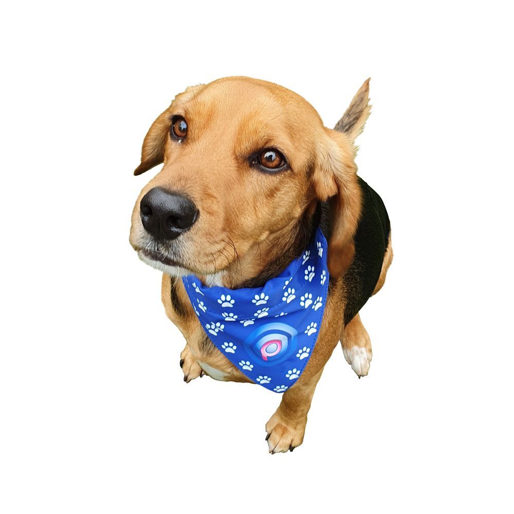 Dog Bandana Custom Printed