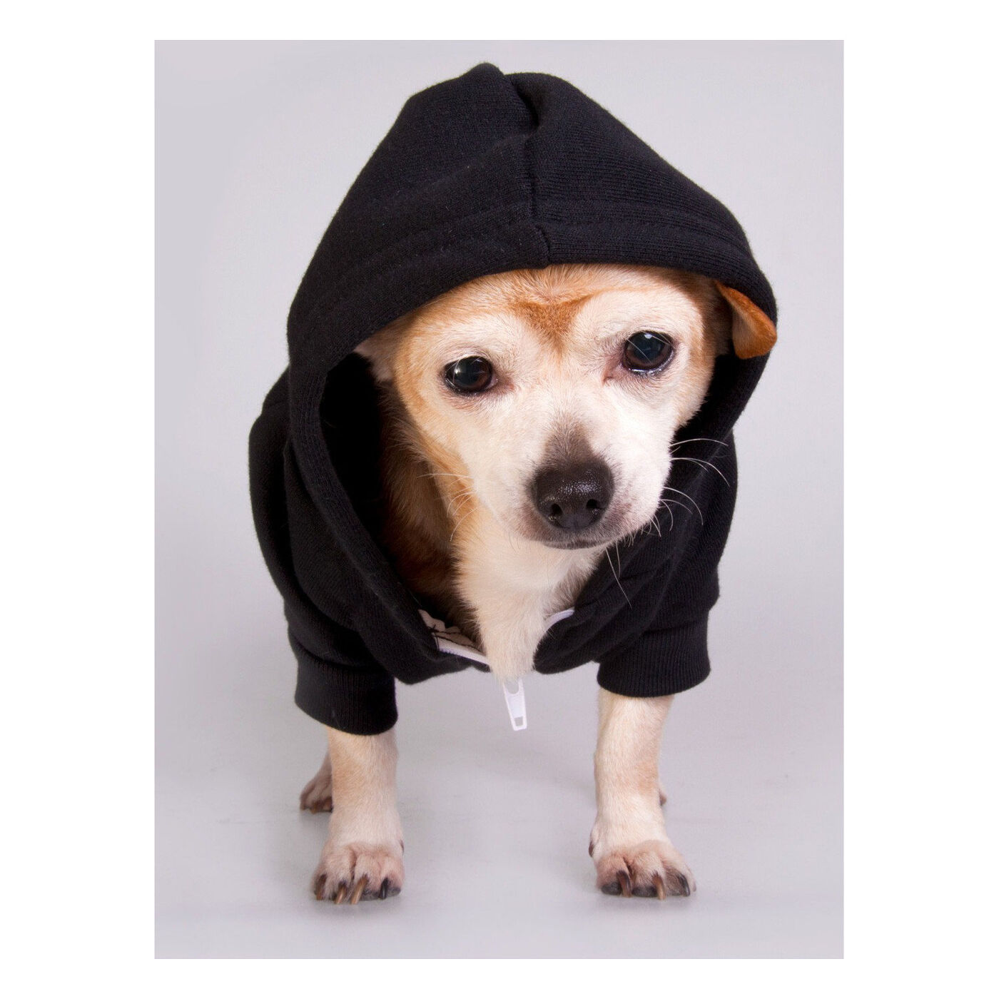 Hoodies for Dogs - Black