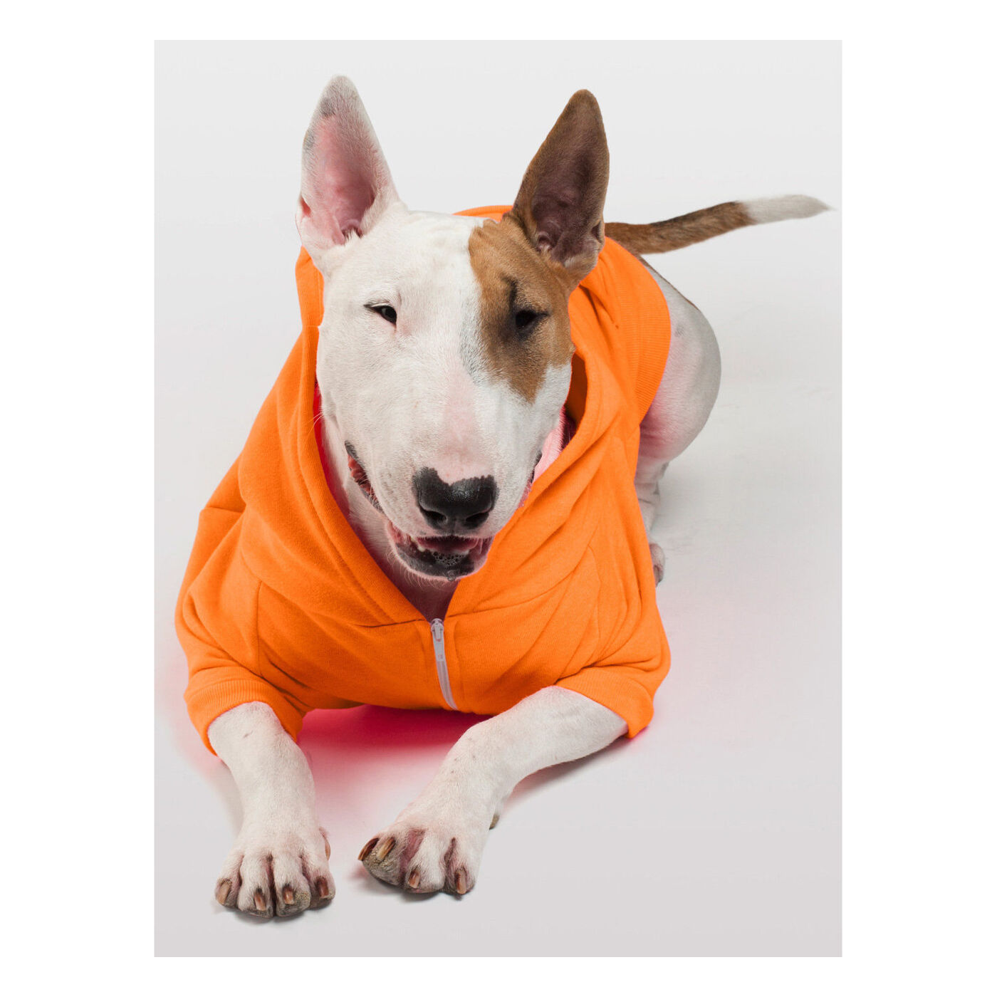 Hoodies for Dogs