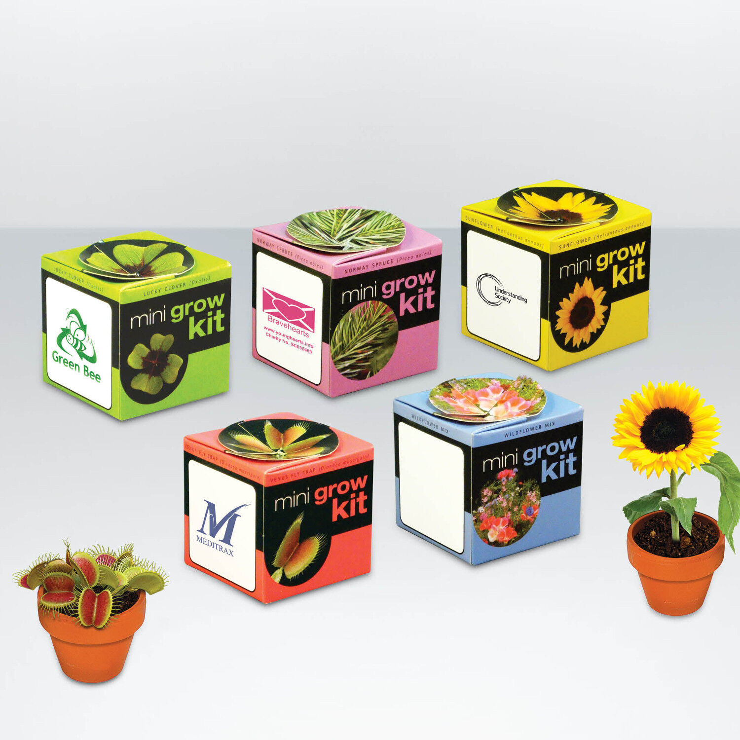 Tiny Terracotta Flowerpots with Seeds
