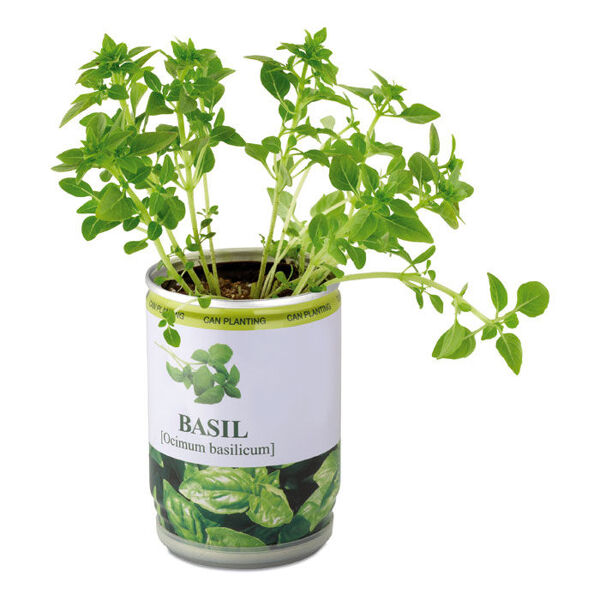 Basil Seeds in a Tin