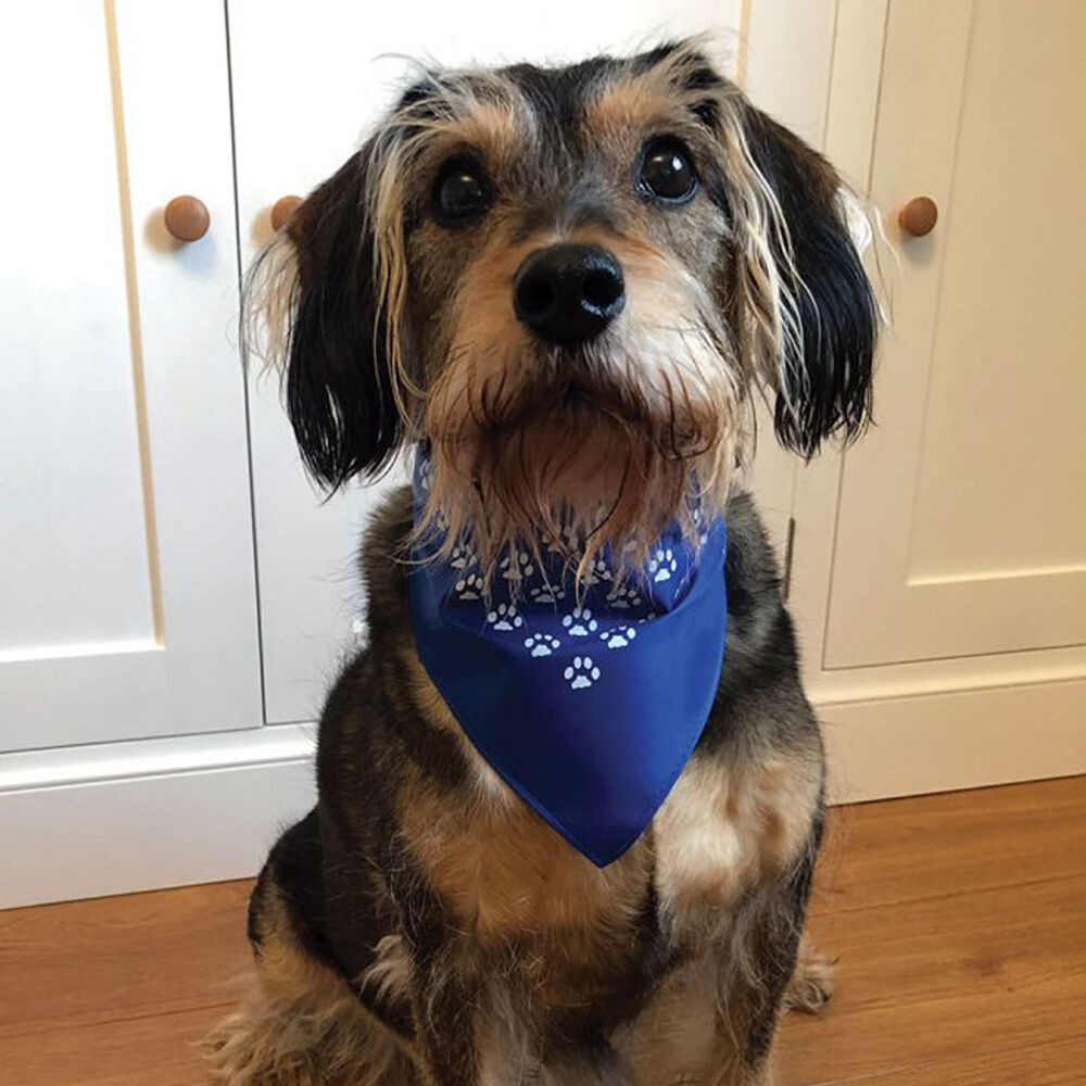 Dog Bandana Custom Printed