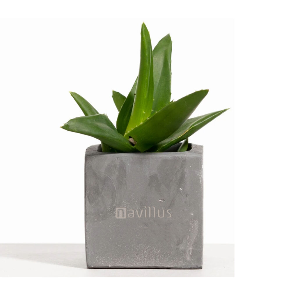 Desk Plant with Graphite Clay Pot