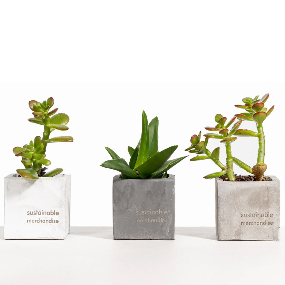 Desk Plants with Clay Pots