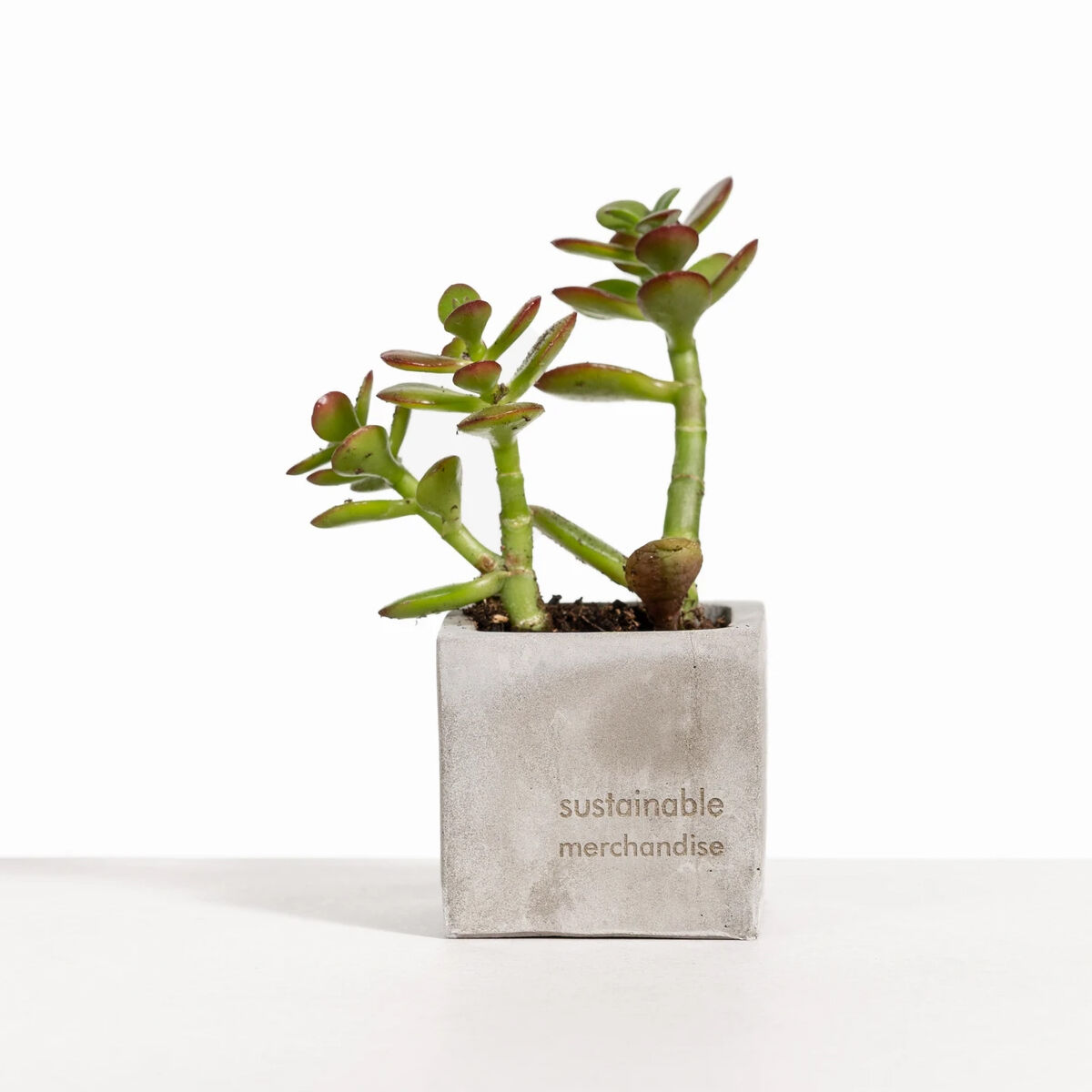 Desk Plant with Grey Clay Pot