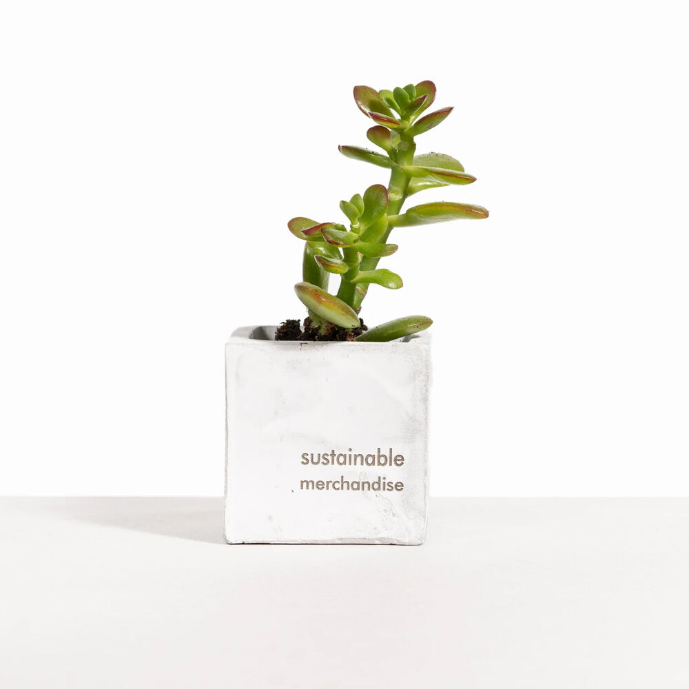 Desk Plant with Marble Clay Pot